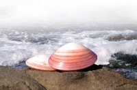 lava-shell